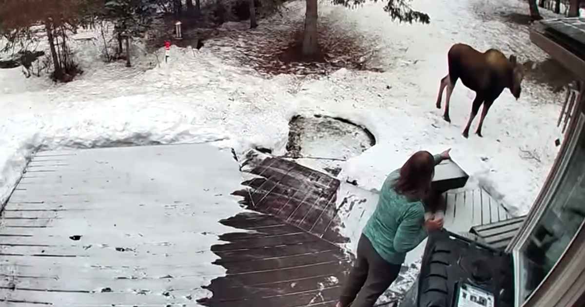 woman stops moose
