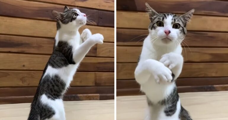 boxing cat video
