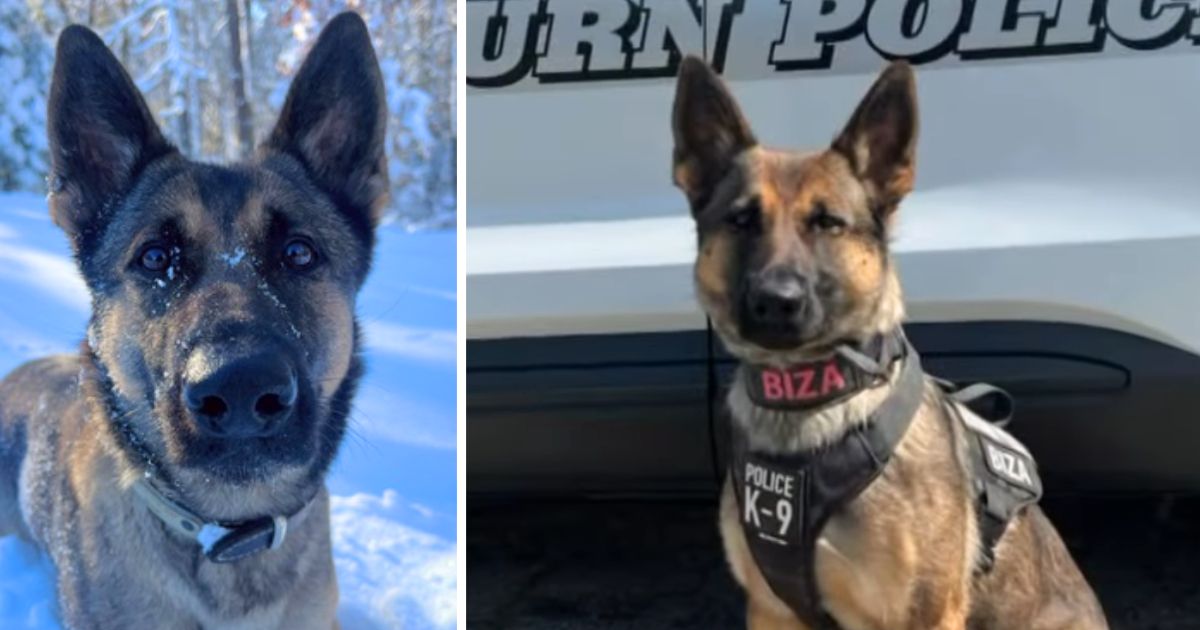 dog tracks down missing child