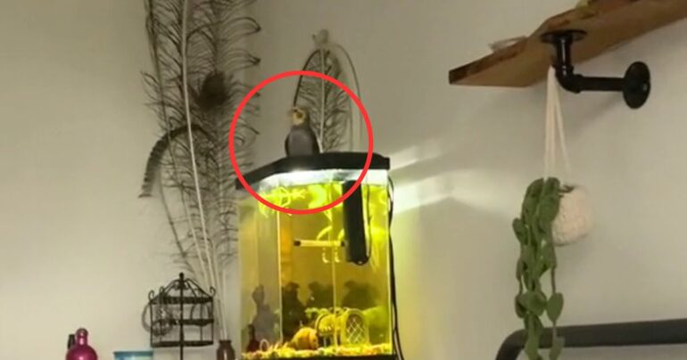 singing Cockatiel awakes owner