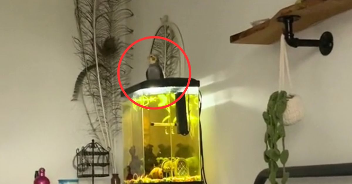 singing Cockatiel awakes owner