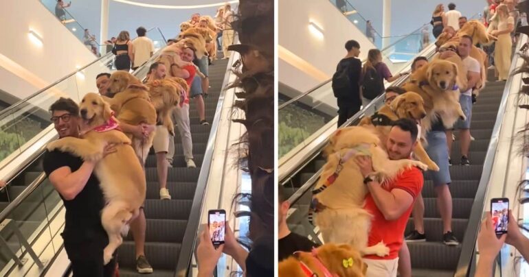 golden retrievers on escalator