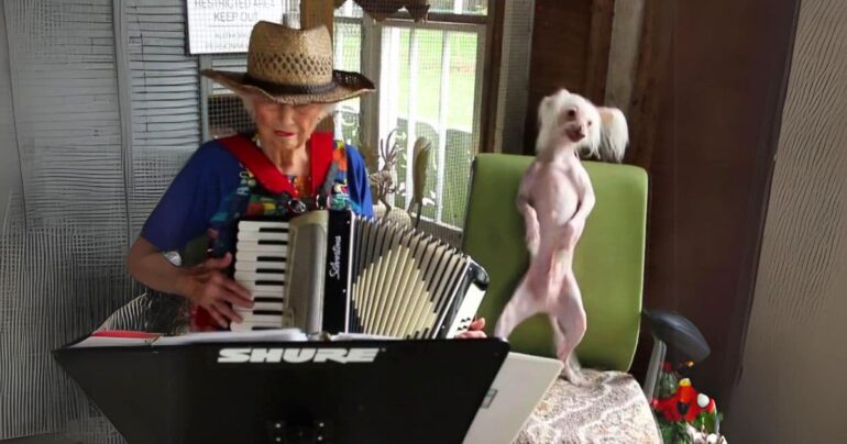 chinese crested dog dancing video