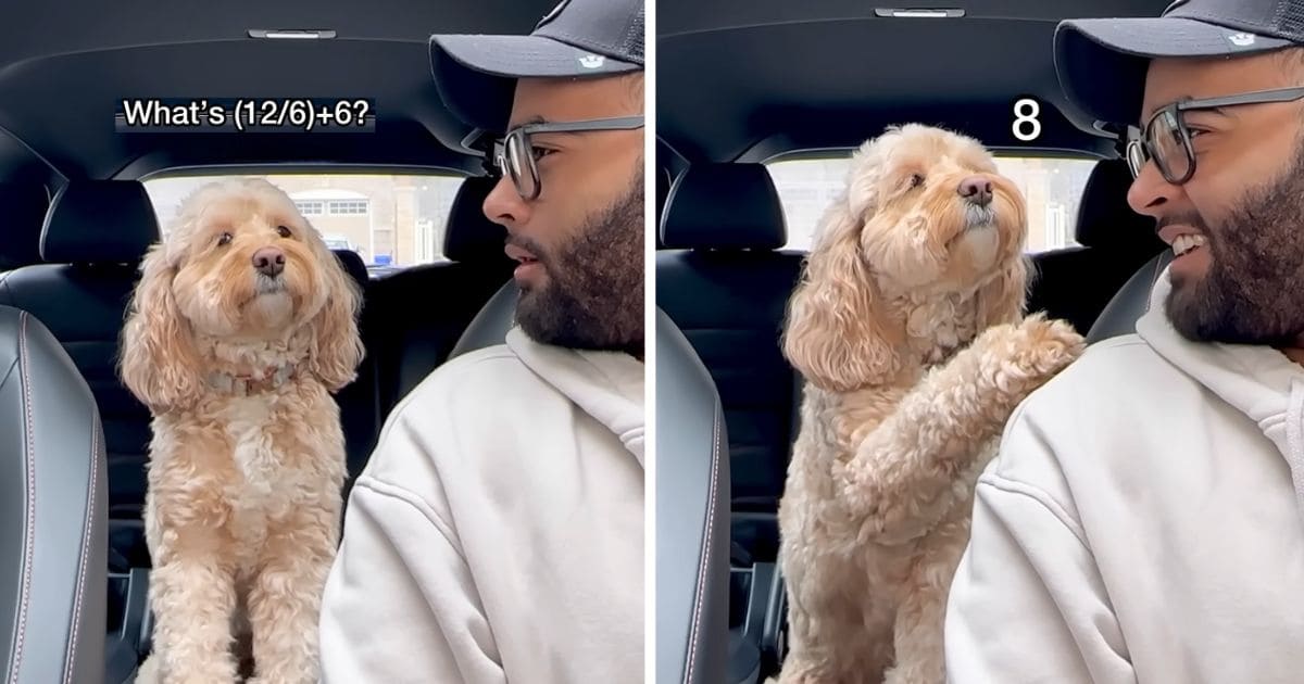 dog solves math problems