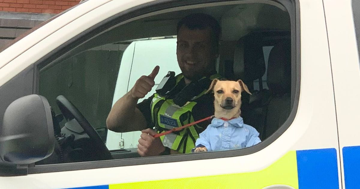 smartly dressed dog