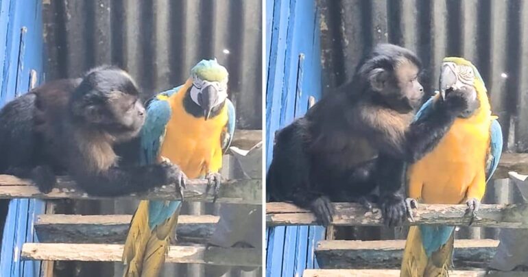 monkey feeding macaw