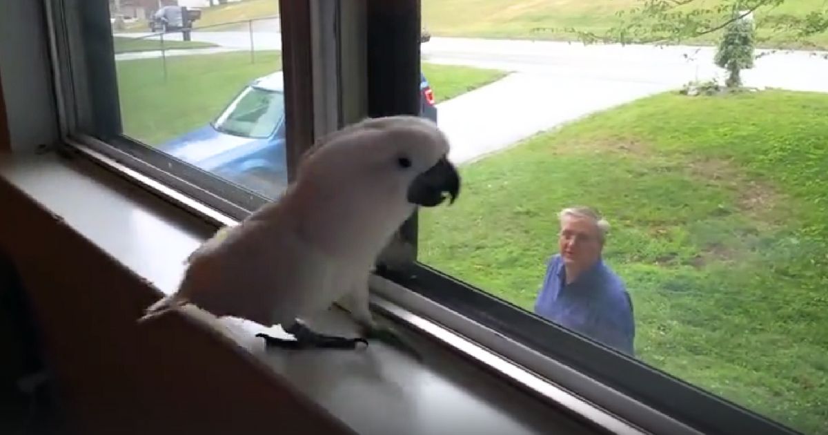 cockatoo sees owner
