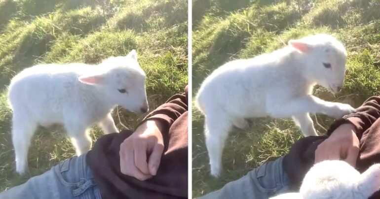 cute lamb needs attention