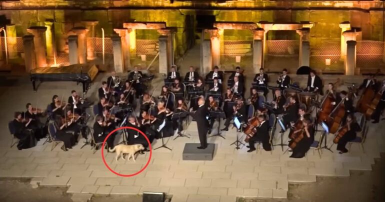 dog crashes orchestra performance
