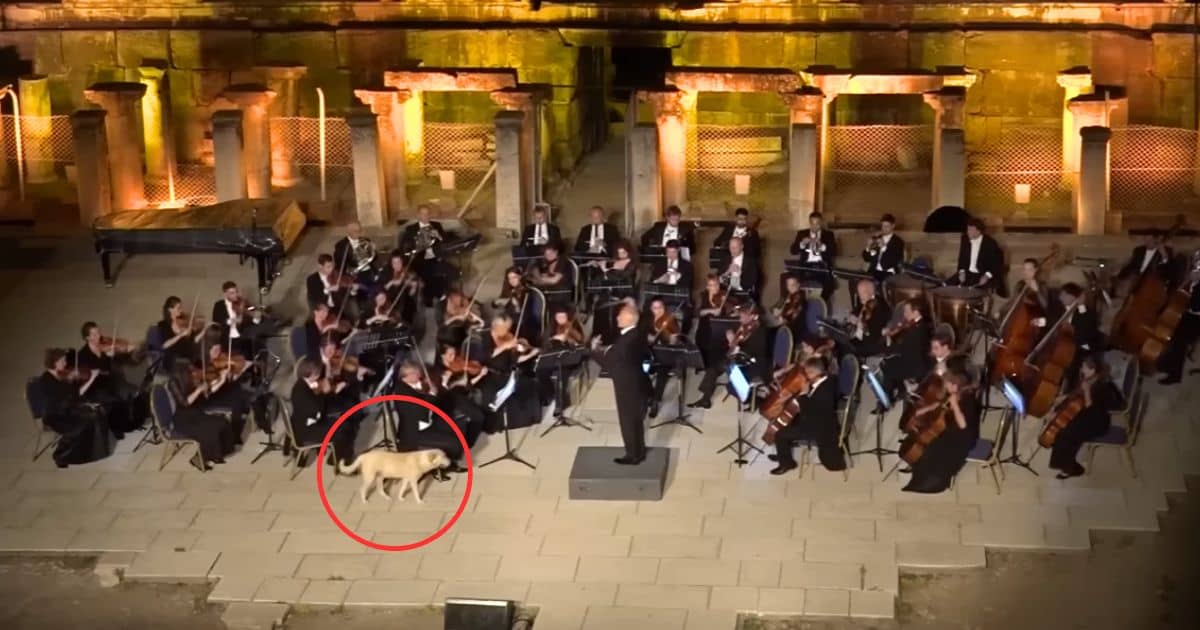 dog crashes orchestra performance