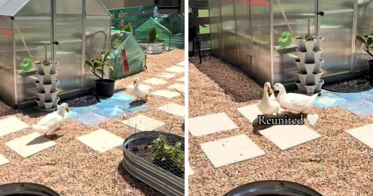 ducks reunion
