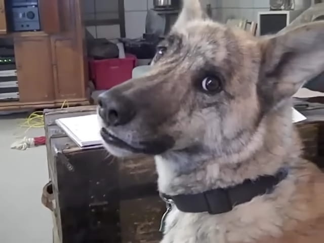 talking german shepherd