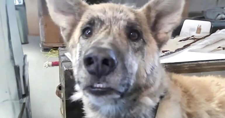 talking dog bacon video