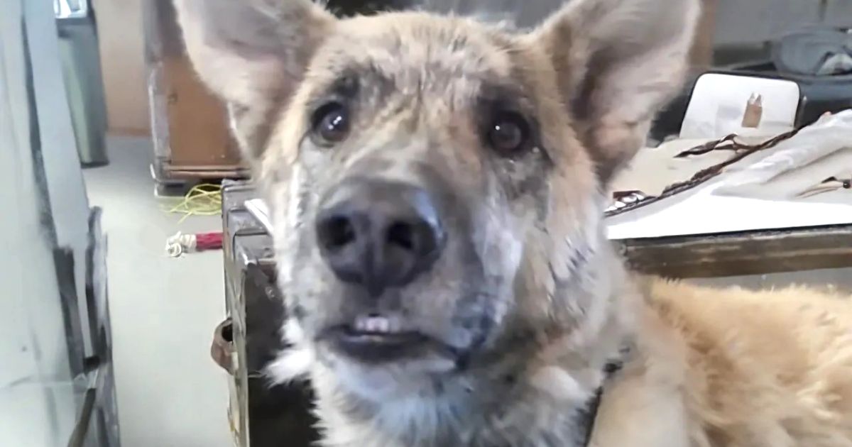talking dog bacon video
