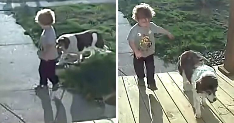 boy brings dog home