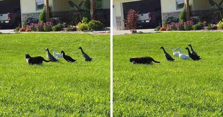 cat leads ducks