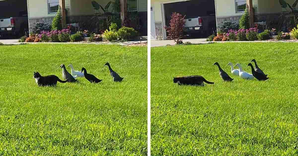 cat leads ducks