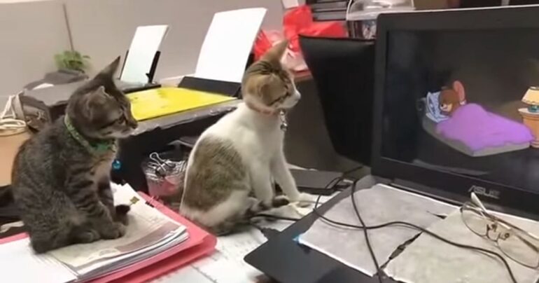 cats watching tom and jerry cartoon