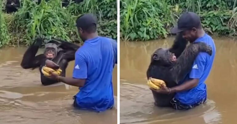 citron chimp reunion