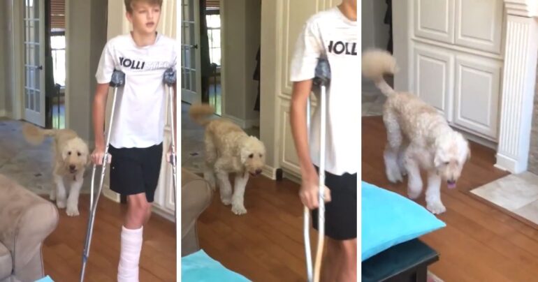 dod mimics owner broken leg
