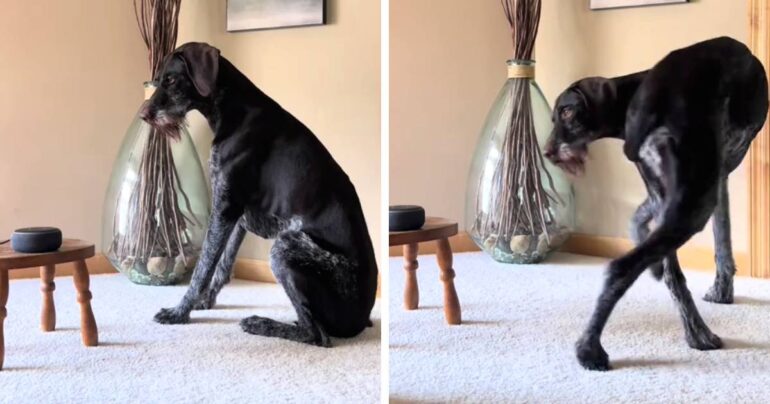 dog obeying alexa