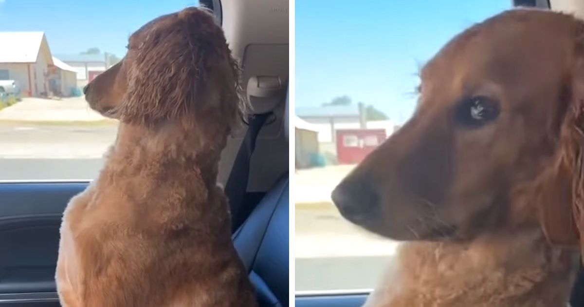 dog refuses to look at owner