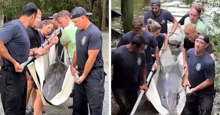 dolphin rescue south carolina