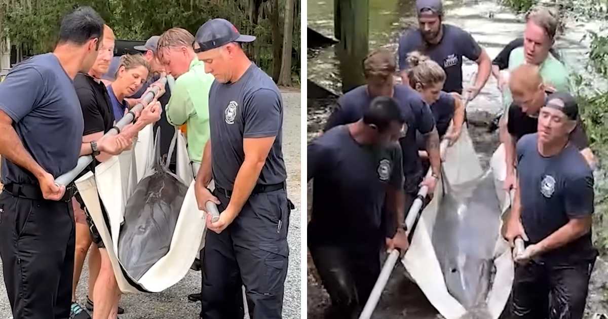 dolphin rescue south carolina