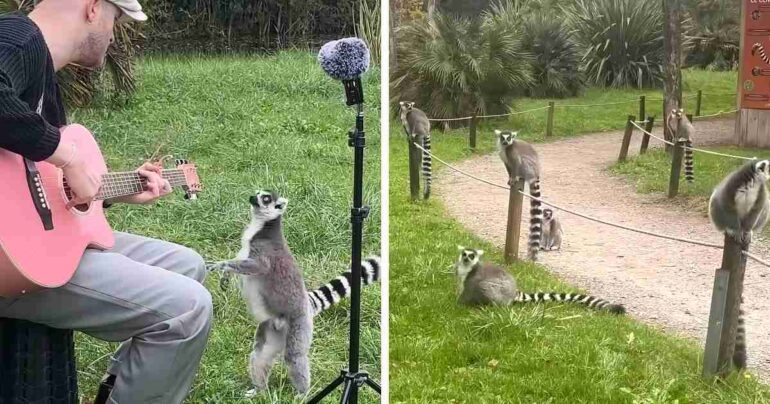 lemurs listening to music