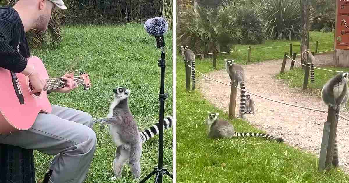 lemurs listening to music
