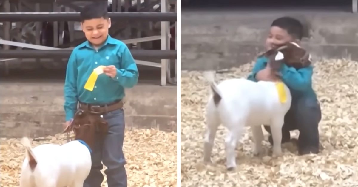 little boy and goat video