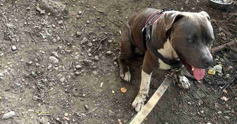 pitbull saves owners
