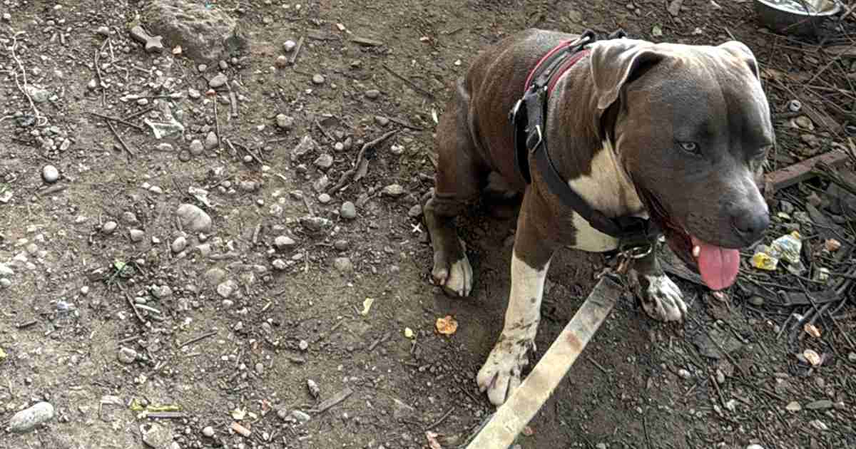 pitbull saves owners