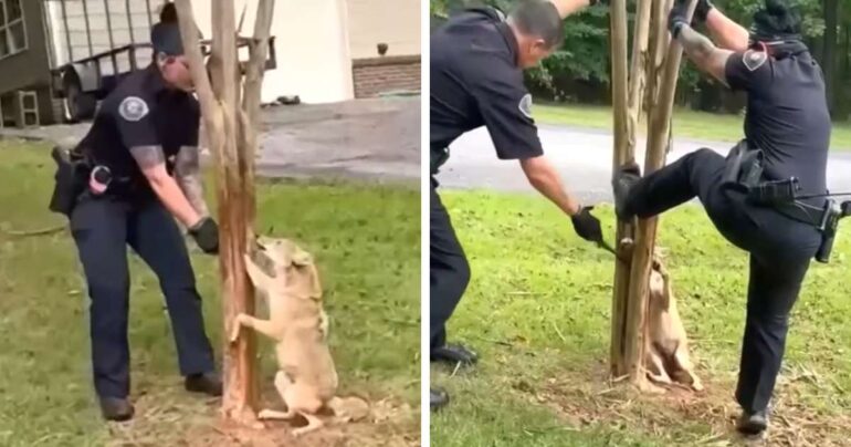 police rescue coyote