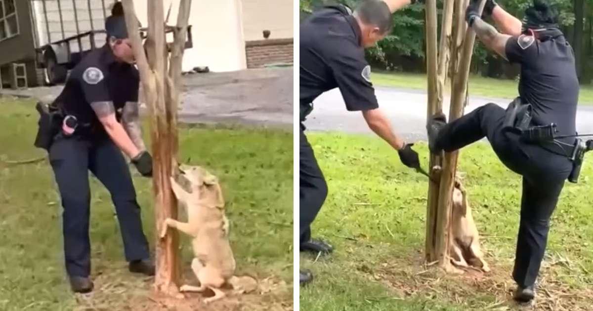 police rescue coyote