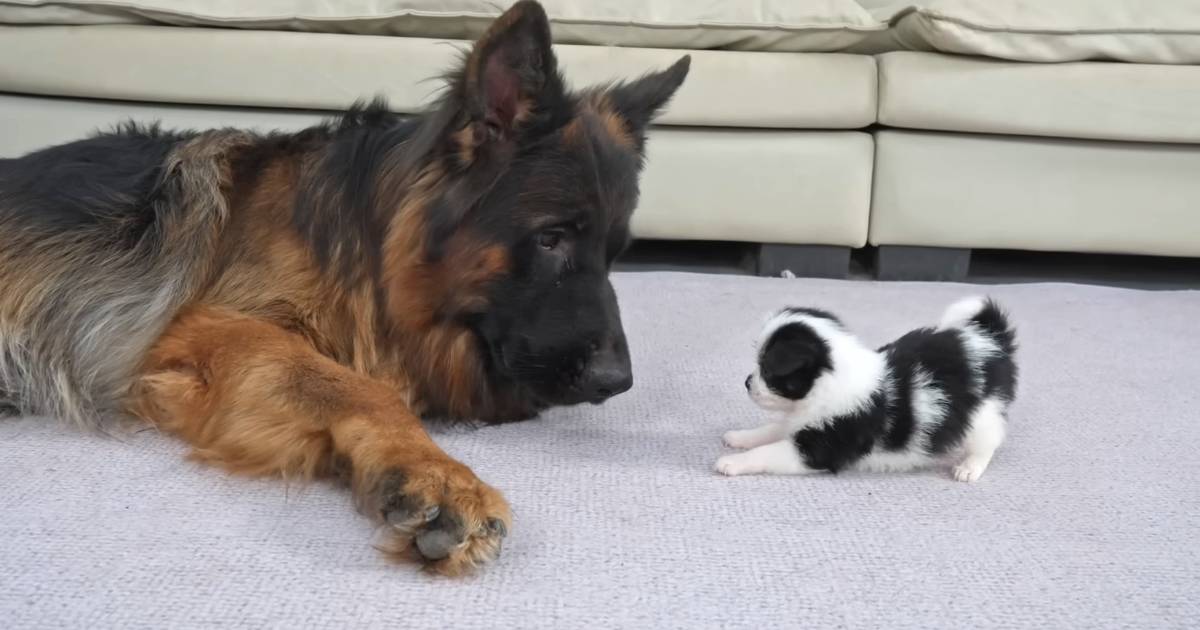 puppy meeting german shepherd