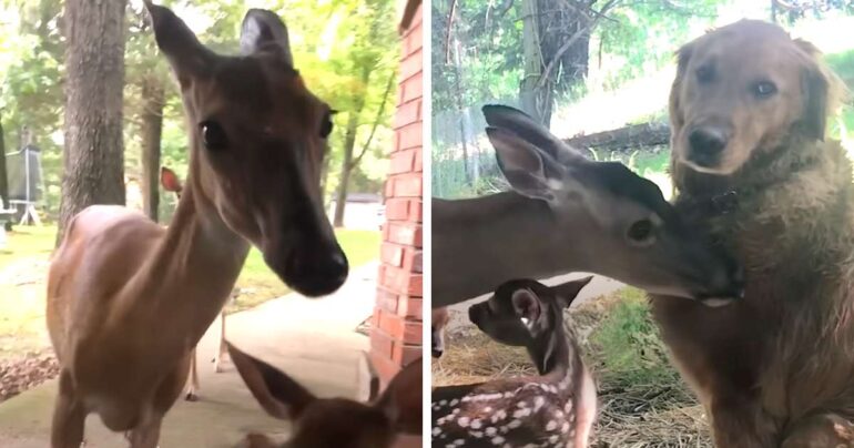 rescued deer returns