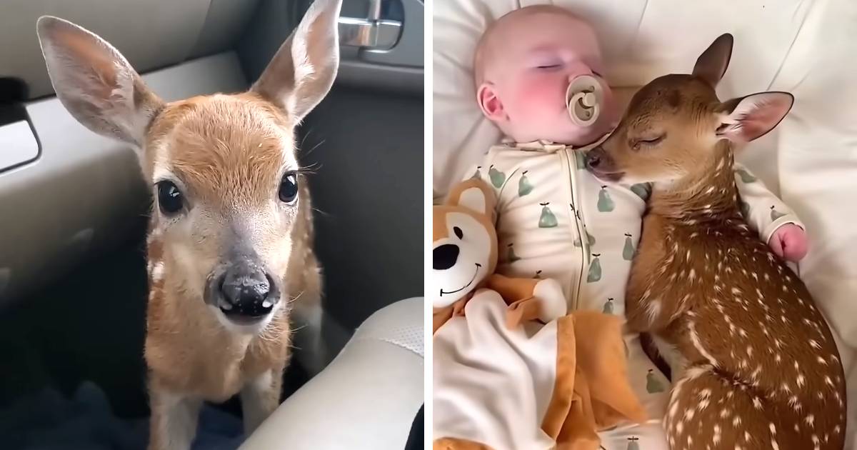 woman rescues baby deer