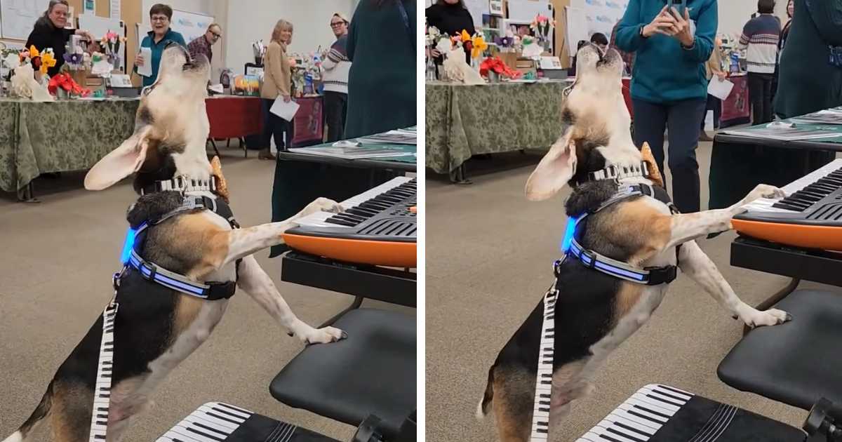 buddy mercury beagle playing piano