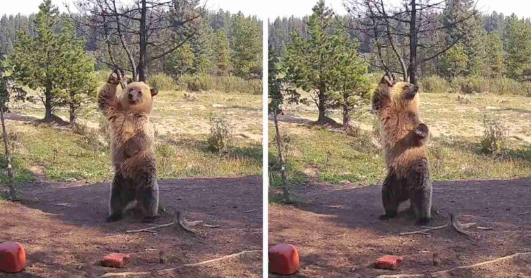 dancing bear caught on camera