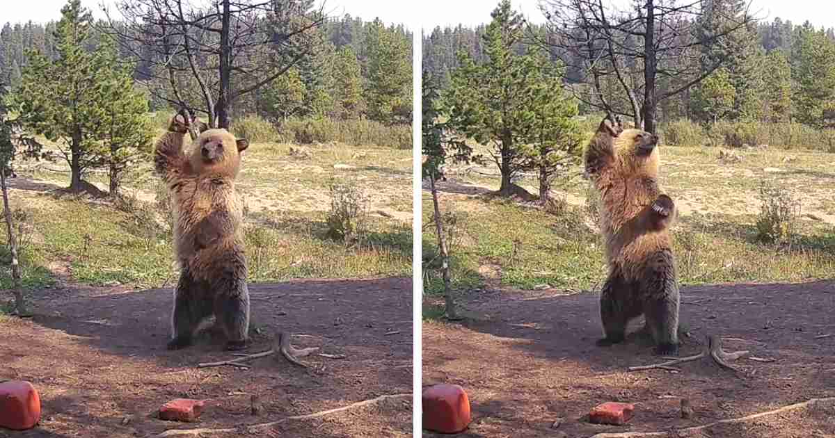dancing bear caught on camera