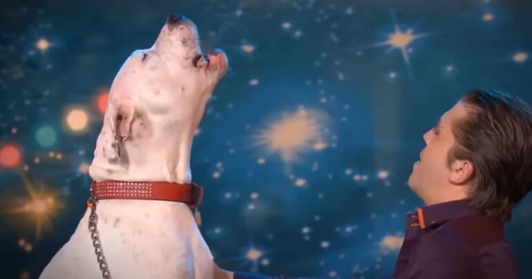 dog singing whitney houston