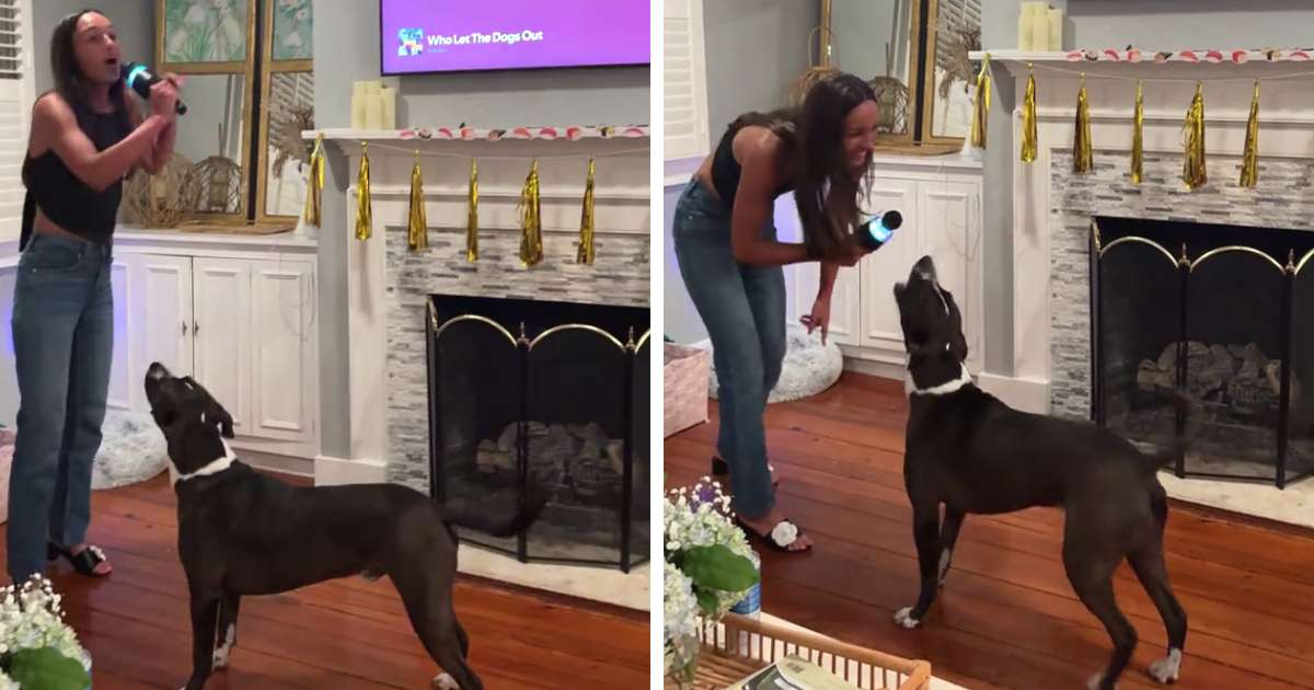 dog singing who let the dogs out