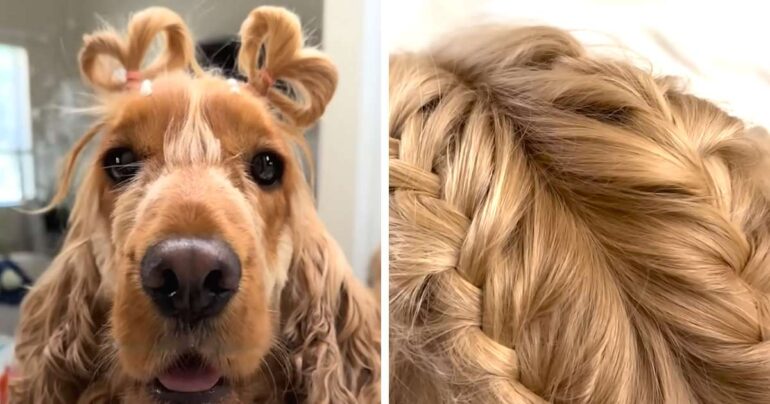 dog with long hair milo