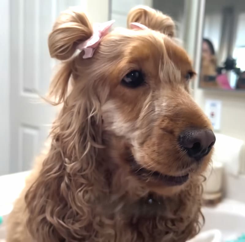 dog with long hair
