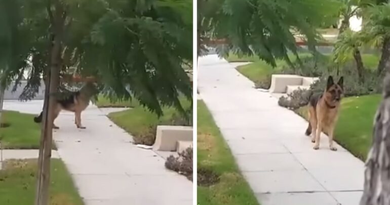 german shepherds reaction