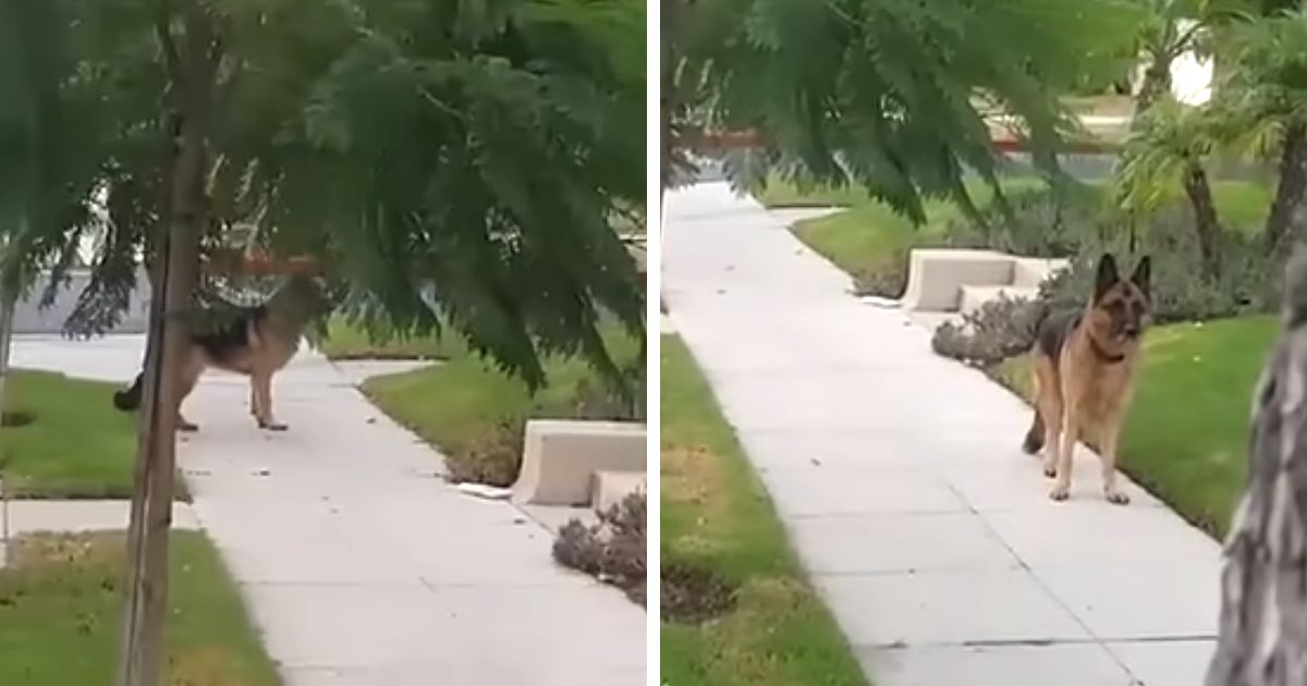 german shepherds reaction