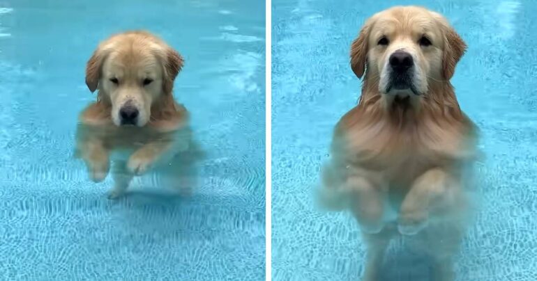 golden retriever walking in pool