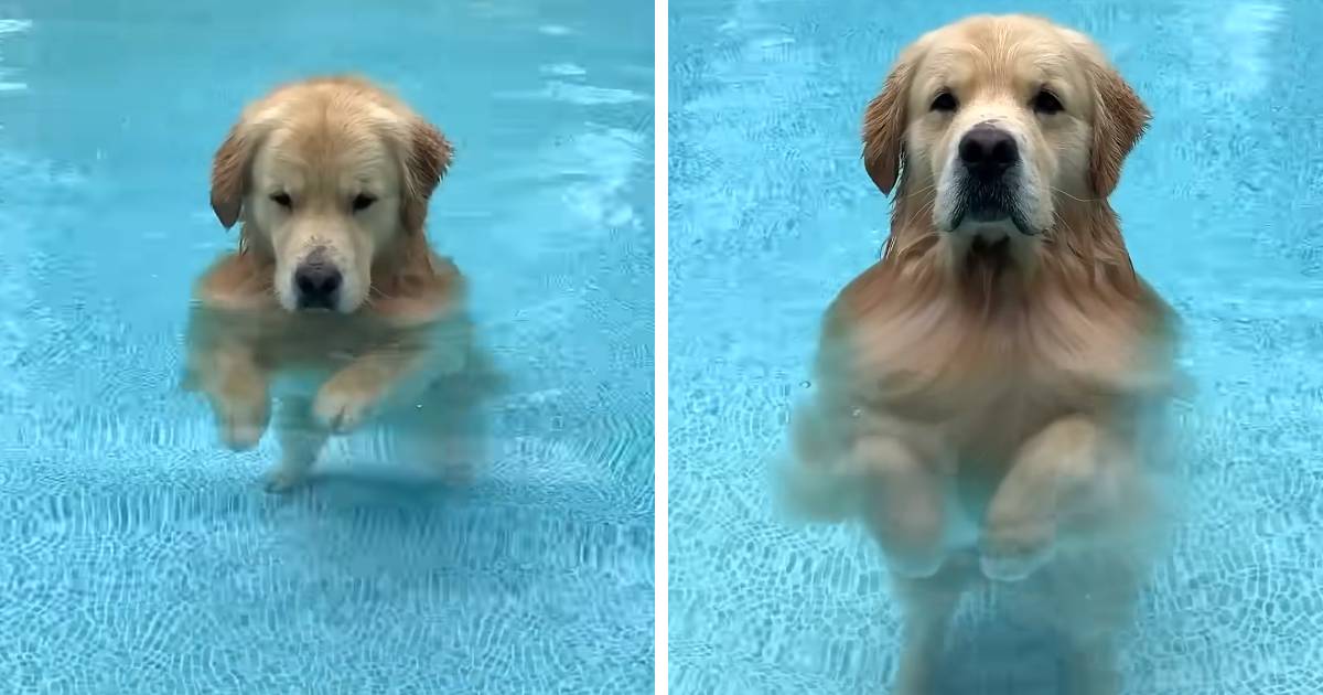 golden retriever walking in pool