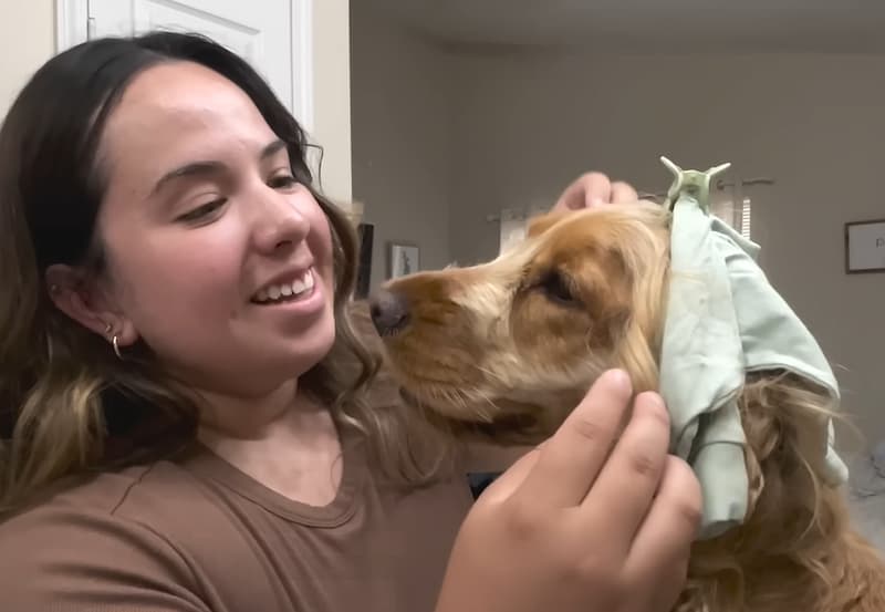 hair styling dog